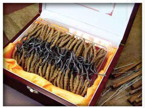 宜章冬虫夏草回收